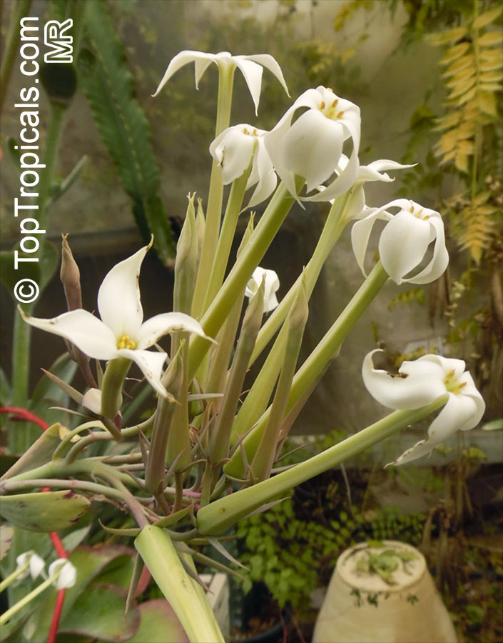 Kalanchoe marmorata, Kalanchoe grandiflora, Penwiper Plant