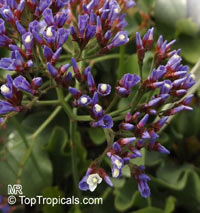 Limonium sp., Sea-lavender, Statice, Marsh-rosemary

Click to see full-size image