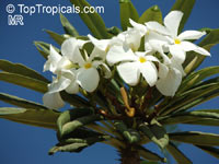 Pachypodium lamerei, Madagascar Palm

Click to see full-size image