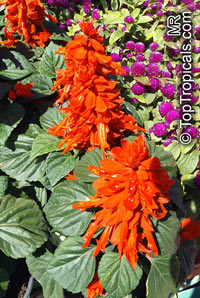 Salvia splendens, Scarlet Sage

Click to see full-size image
