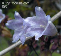 Strobilanthes anisophyllus, Strobilanthes

Click to see full-size image