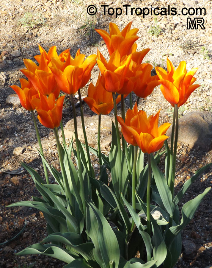 Tulipa sp., Tulip. Tulipa 'Ballerina'