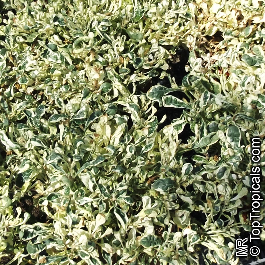 Alternanthera ficoidea, Calico Plant, Joseph's Coat, Joyweed
