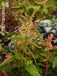Alternanthera ficoidea, Calico Plant, Joseph's Coat, Joyweed

Click to see full-size image