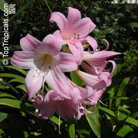 Amaryllis belladonna, Callicore rosea, Belladonna Lily, March Lily, Naked Lady

Click to see full-size image