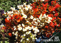 Begonia Semperflorens - cultorum Group, Bedding Begonia, Wax Begonia

Click to see full-size image