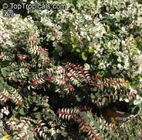 Breynia disticha, Breynia nivosa, Snow Bush, Hawaiian-Leaf Flower, Sweet Pea Bush, Calico Plant, Snow on the Mountain

Click to see full-size image