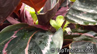 Calathea roseopicta, Calathea

Click to see full-size image
