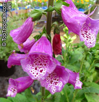 Digitalis purpurea, Purple Foxglove, Lady's Glove

Click to see full-size image