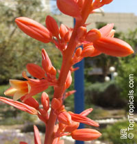 Hesperaloe parviflora, Red Yucca

Click to see full-size image