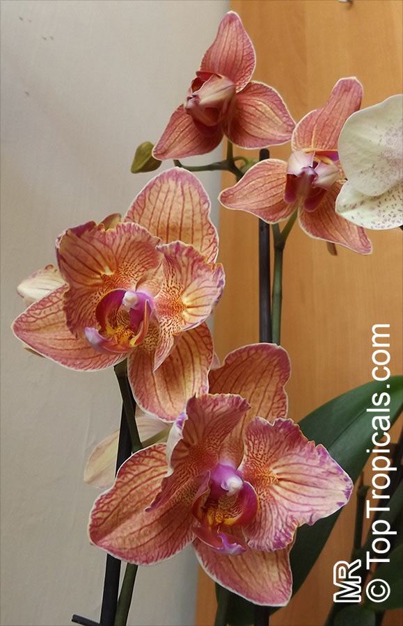 Phalaenopsis sp., Phalaenopsis Orchid, Moth Orchid. Peloric form