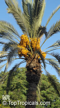 Phoenix dactylifera, Date Palm

Click to see full-size image