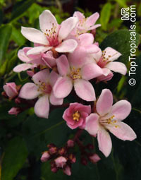 Rhaphiolepis indica, India Hawthorn

Click to see full-size image