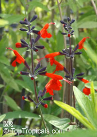Salvia coccinea, Red Salvia, Tropical Sage

Click to see full-size image