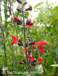Salvia coccinea, Red Salvia, Tropical Sage

Click to see full-size image