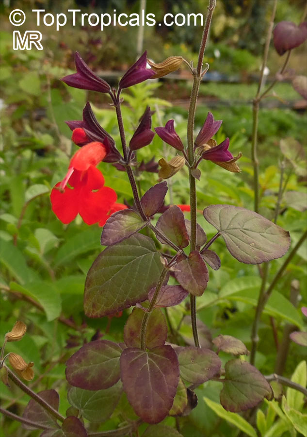 Salvia coccinea, Red Salvia, Tropical Sage