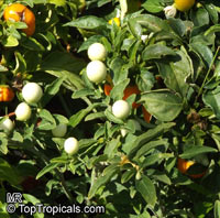 Solanum capsicastrum, Winter Cherry, False Jerusalem Cherry, Christmas Cherry