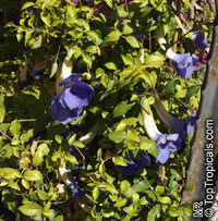 Thunbergia erecta, King&apos;s Mantle, Bush Clock Vine