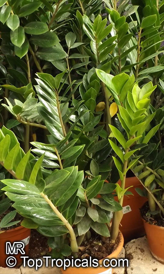 Zamioculcas zamiifolia, Caladium zamiaefolium, Zamioculcas lanceolata, Zamioculcas loddigesii, Aroid Palm, ZZ Plant