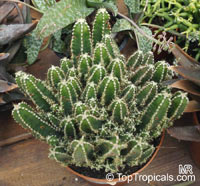 Acanthocereus tetragonus, Acanthocereus pentagonus, Night-blooming Cereus, Barbed-wire Cactus, Sword-pear

Click to see full-size image