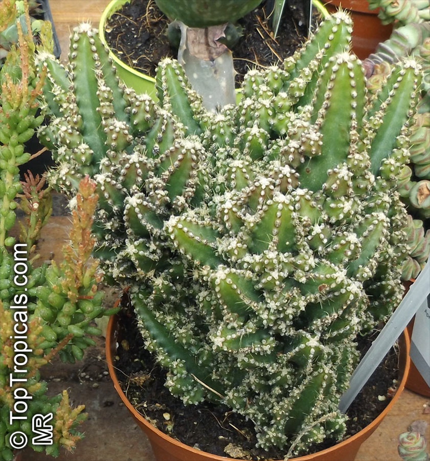 Acanthocereus tetragonus, Acanthocereus pentagonus, Night-blooming Cereus, Barbed-wire Cactus, Sword-pear