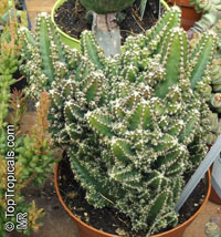 Acanthocereus tetragonus, Acanthocereus pentagonus, Night-blooming Cereus, Barbed-wire Cactus, Sword-pear

Click to see full-size image