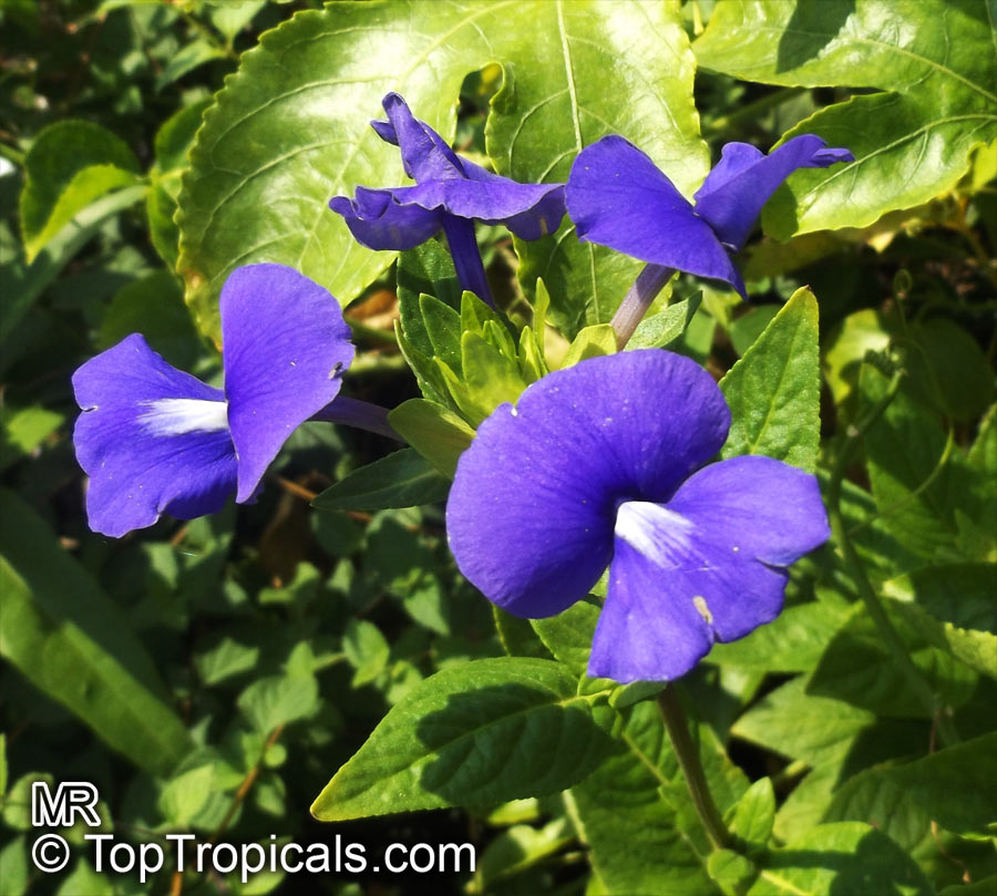 Achetaria azurea, Otacanthus caeruleus, Brazilian Snapdragon, Amazon Blue