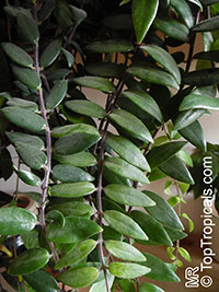 Aeschynanthus sp., Lipstick Plant, Lipstick Vine

Click to see full-size image