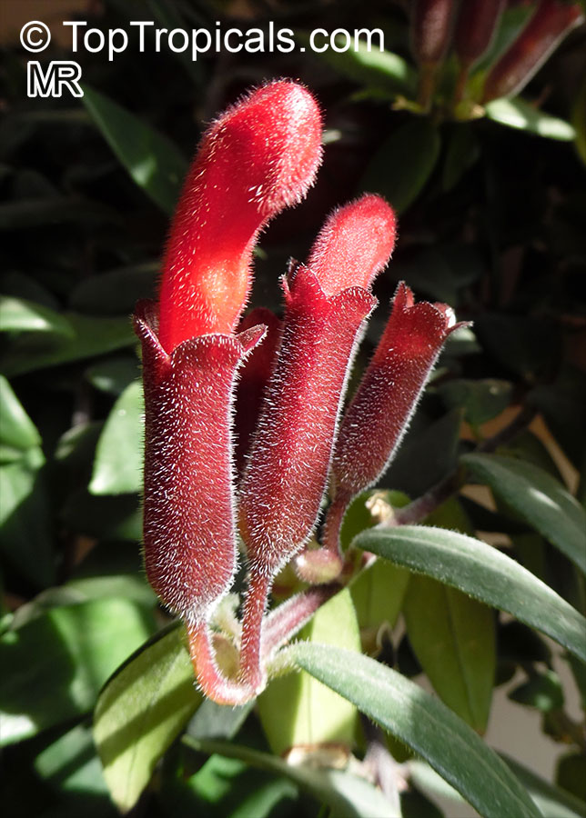 Aeschynanthus sp., Lipstick Plant, Lipstick Vine