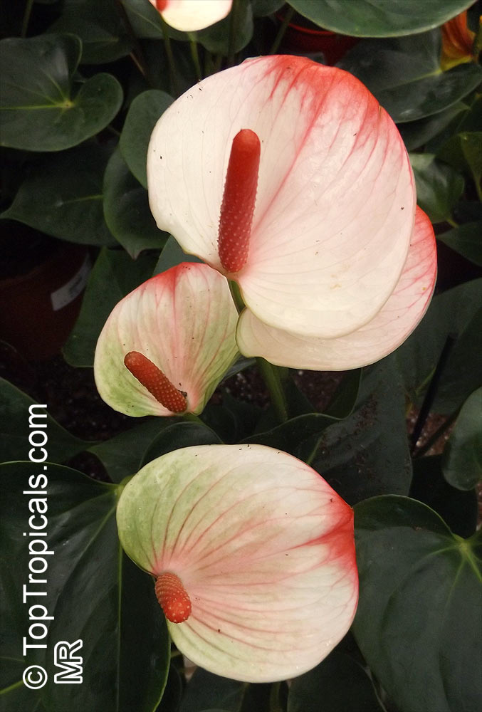 Anthurium andraeanum, Flamingo Flower, Tail Flower