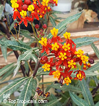 Asclepias curassavica, Milkweed

Click to see full-size image