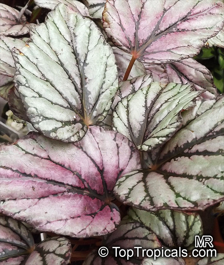 Begonia Rex - cultorum Group, Painted Leaf Begonia, Rex Begonia