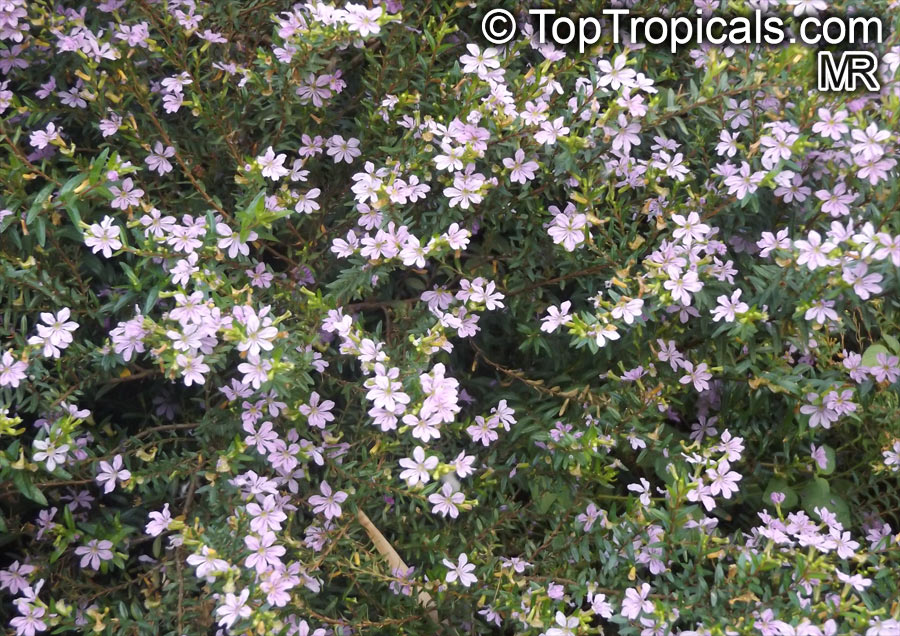 Cuphea hyssopifolia, Mexican False Heather, False Heather, Hawaiian Heather, Elfin Herb