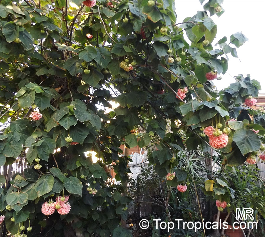 thumbnail interactive-video image 1 of Dombeya 'Pink Cloud' – Cape Wedding Flower – Tropical Hydrangea Live Plant 1 of 5