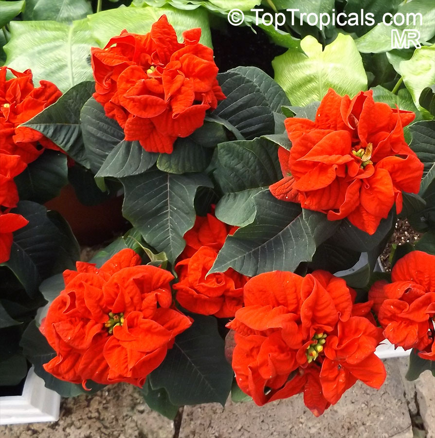 Euphorbia Pulcherrima Ponsettia Top Tropicals Plant Encyclopedia