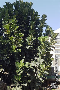 Ficus lyrata, Fiddle-Leaf Ficus

Click to see full-size image