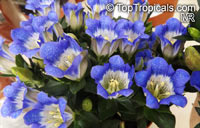 Gentiana sp., Gentian

Click to see full-size image