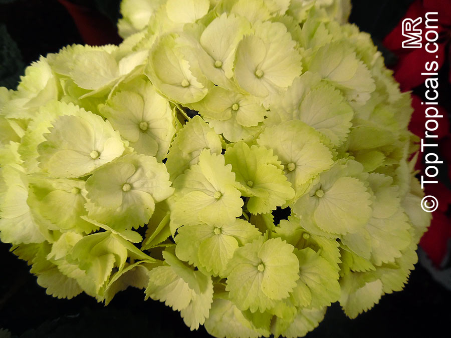 Hydrangea macrophylla, Hortensia, Bigleaf Hydrangea, French Hydrange