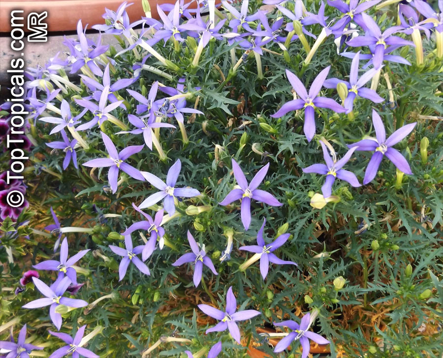 Isotoma axillaris, Rock Isotome, Showy Isotome, Blue Stars, Star Flowers