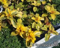 Lysimachia sp., Golden Globe

Click to see full-size image