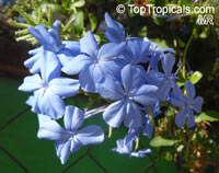 Plumbago auriculata, Plumbago capensis, Blue Plumbago, Cape Plumbago, Cape Leadwort

Click to see full-size image