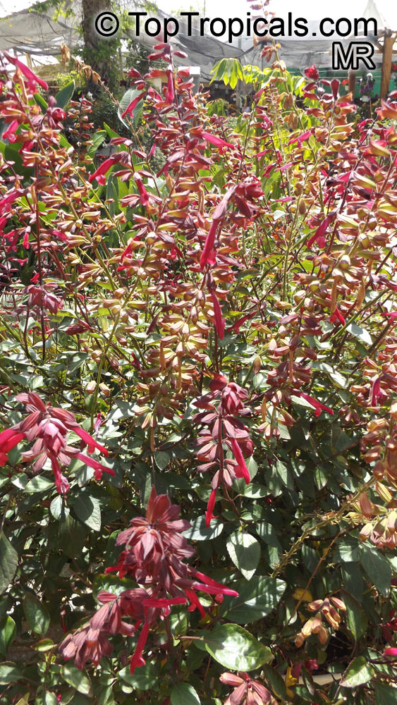 Salvia sp., Garden Sage