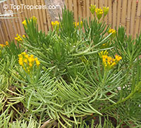 Senecio barbertonicus, Barberton Groundsel, Succulent Bush Senecio, Lemon Bean Bush

Click to see full-size image