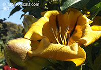 Solandra maxima, Solandra hartwegii, Solandra selerae, Butter Cup, Gold Cup, Chalice Vine, Cup-of-Gold, Trumpet Plant

Click to see full-size image