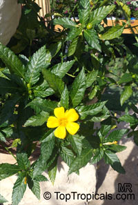 Turnera ulmifolia, Turnera angustifolia, Yellow Alder, Sundrops, Damiana

Click to see full-size image