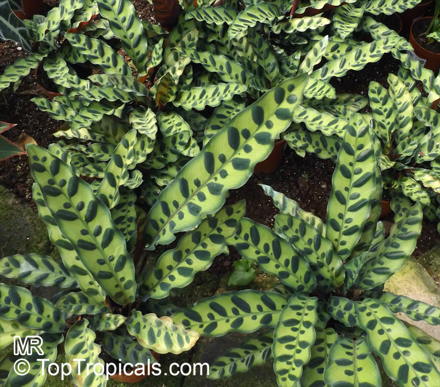 Goeppertia insignis, Calathea lancifolia, Calathea insignis, Rattlesnake Plant