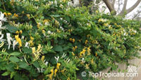 Lonicera japonica, Japanese Honeysuckle, Halls honeysuckle

Click to see full-size image