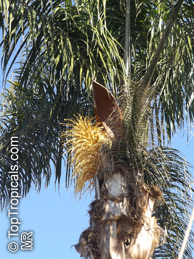 Syagrus romanzoffiana, Syagrus romanzoffianum, Arecastrum romanzzoffianum, Cocos australis, Cocos plumosa, Queen Palm