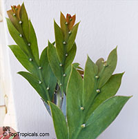 Acacia glaucoptera, Clay Wattle, Queen Wattle

Click to see full-size image