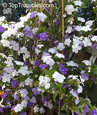 Brunfelsia sp., Lady of the Night

Click to see full-size image